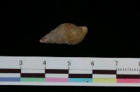 藏品(鐵灰峨螺)的圖片